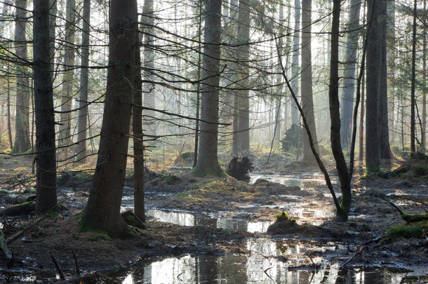 bialowieza 森林的针叶林<strong>立场</strong>