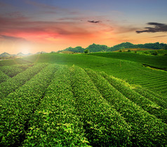 在越南茶种植园 Mocchau 高地.