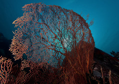 珊瑚，巴布亚新几内亚