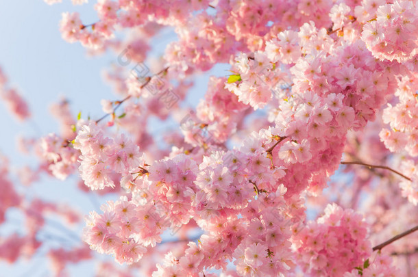 有粉色花朵的春季<strong>边框背景</strong>