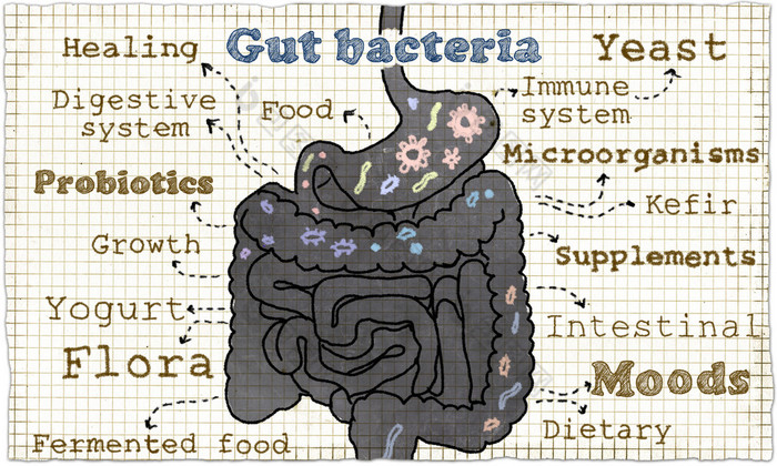关于肠道细菌的插图肠胃 益生菌