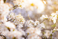 与白花盛开的春天的花朵