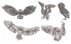 飞行的猫头鹰的图形化显示。黑色和白色的风格.