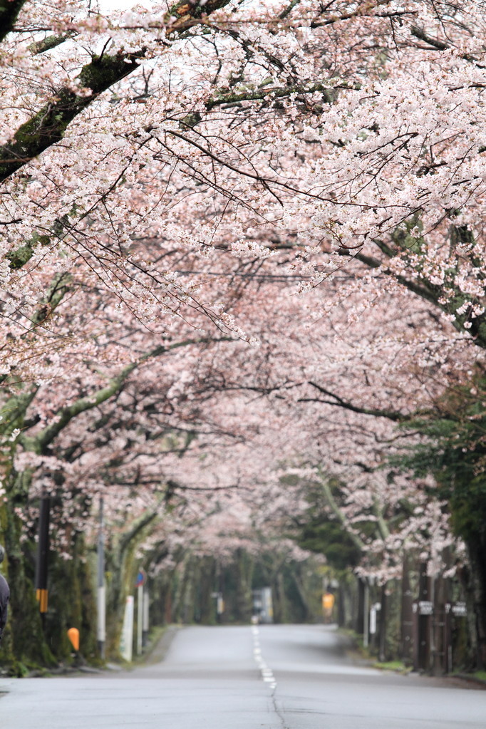 隧道的樱花在日本静冈县伊豆高原