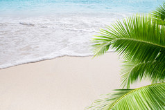 美丽的热带海滩，有一些棕榈树