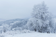 冬季树木积雪覆盖的新鲜山