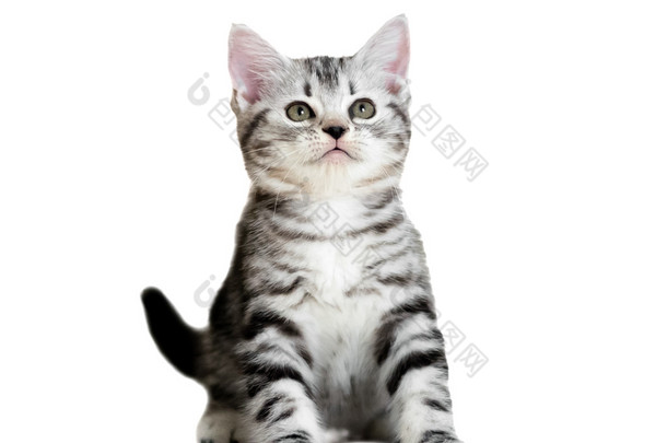 可爱的美国短毛猫猫小猫。孤立的 o 白色背景