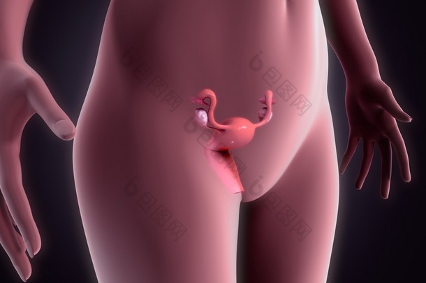 人子宫内膜器官