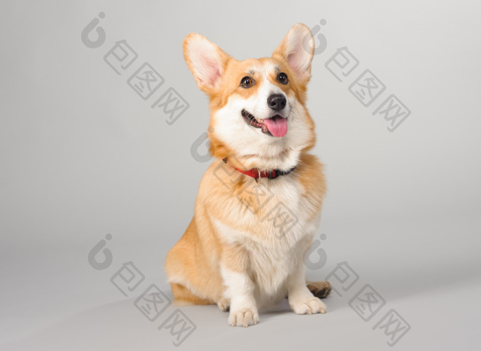 狗在演播室拍摄威尔士科基犬彭布罗克的灰色-包图企业站