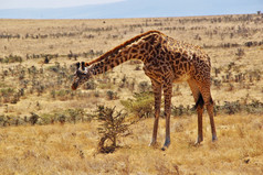 非洲的野生动物︰ 长颈鹿