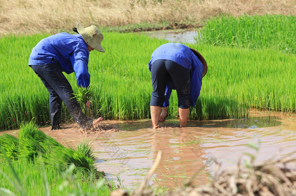 越南苗族少数民族民族农民耕耘和播种