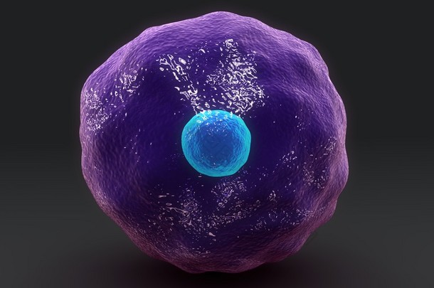 人类的细胞毒性 T 细胞