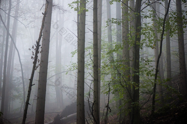 创辉秋天的树木在大雾中森林