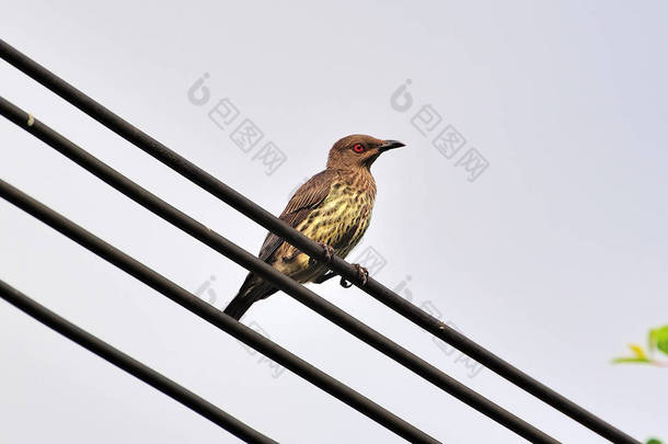 有线电缆上的冲刺 (turdus obscurus))