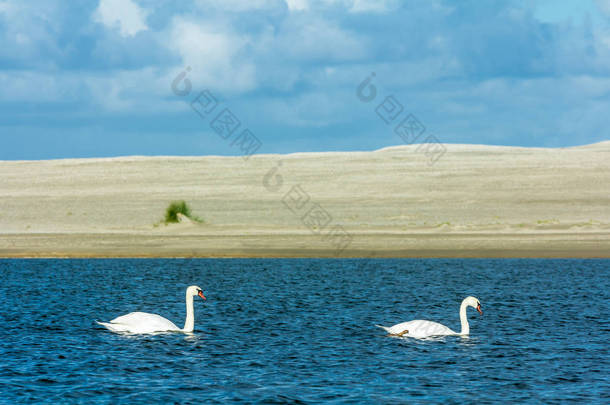 荷兰赞迪西河畔的一个淡水湖里，一只软绵绵的天鹅<strong>游动</strong>着
