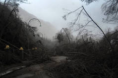 被毁的路与死的树被火山灰覆盖在 Brom 以后