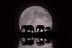 非洲大象在月亮升起美丽的剪影