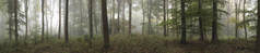 有雾的秋天早晨温多弗树林的全景景观形象