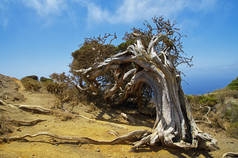 风，Sabinar 耶罗岛武力扭曲的乡土树种。金丝雀岛西班牙