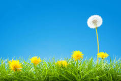 夏季 / 春天长满绿草的场景和清澈的天空-甜美蒲公英