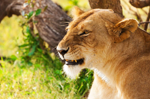 美丽的非洲母狮在<strong>性质上</strong>
