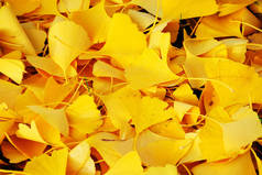 大量的银杏叶在地上在秋天