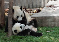 熊猫幼崽躺在草地上看爸爸妈妈