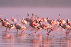 群火烈鸟站在水中在粉红色的夕阳光在湖 Nayvasha