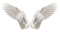 天然的白色翼羽毛