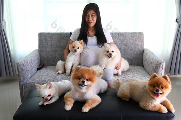 女人怀孕和博美犬狗可爱的宠物，在客厅里