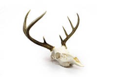 白尾鹿巴克鹿角和头骨