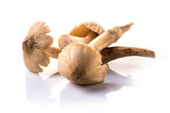 白色背景白蚁蘑菇
