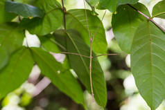 暹罗巨竹节虫 （Tirachoidea 报)
