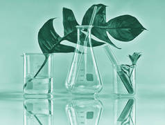 天然有机植物学和科学的玻璃器皿，替代的中草药，天然护肤美容产品.