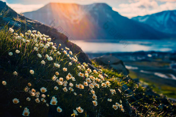 挪威的斯匹朗伊尔城斯瓦尔巴群岛与北极花在日落夏天极地日山景观性质