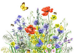水彩的野生花卉和昆虫
