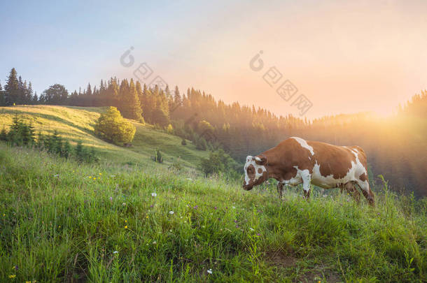牛在绿色草原上。性质组成.