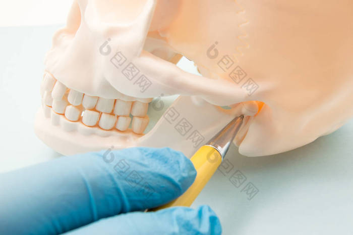 颞下颌关节 (Tmj，下颚关节) 和耳道。医生指示上下颌的联合或人类耳骨道作为源的症状，疼痛或疾病