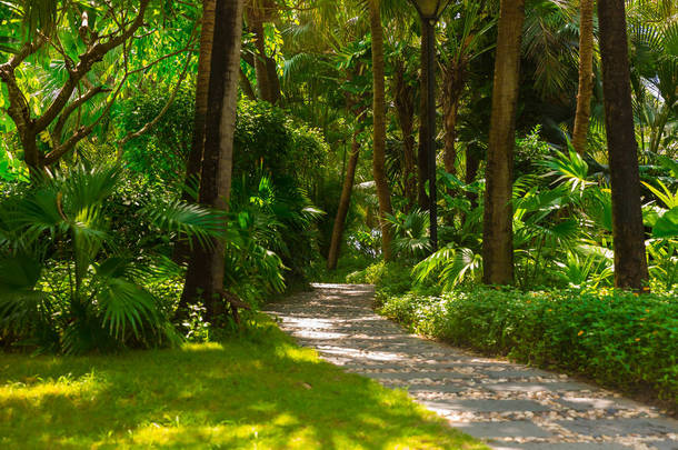 下午在热带丛林小道。在公园里的热带。在森林里的<strong>石板路</strong>