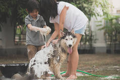 亚洲儿童在夏日洗西伯利亚 huskydog
