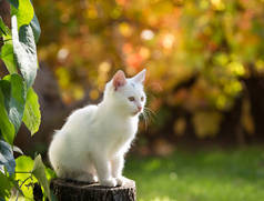 花园里的小白猫