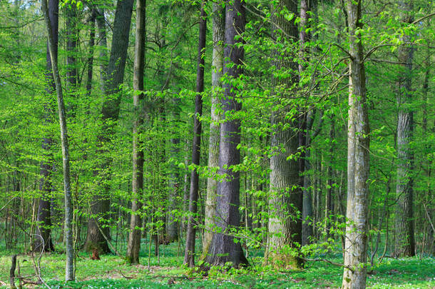 欧洲，波兰，Bialowieza森林，<strong>早春</strong>阳光下的<strong>新</strong>鲜混交林