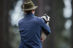 携带孤儿欧洲獾的动物保育专家