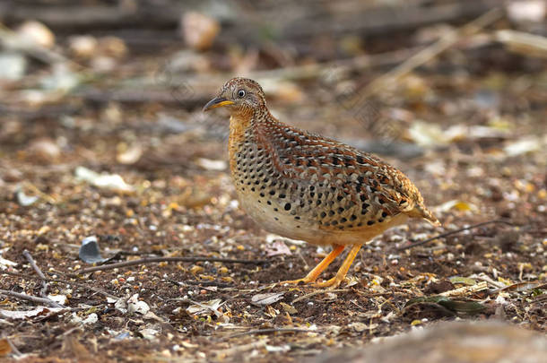 黄腿 Buttonquail Turnix tanki 美丽的泰国鸟