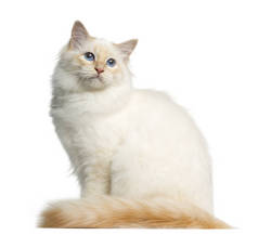猫猫的侧视图, 看着远, 孤立的白色