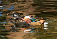 雌性木鸭和雄鸳鸯在水面上滑行