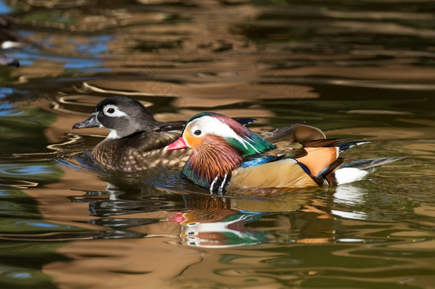 雌性木鸭和雄鸳鸯在水面上滑行