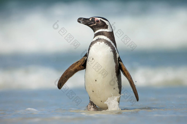 在刮风的日子, 在海边漫步的麦哲伦企鹅