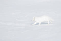 极地狐栖息地, 冬季景观, 斯瓦尔巴特, 挪威。美丽的动物在雪地里。运行白狐。野生动物行动场面从自然, 狐狸狐, 在自然栖所。寒冷的冬天与狐狸.