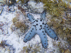 蓝星鱼在白沙海底。热带海星水下照片。异国情调的水族馆动物。在海里的枕头海星。白色沙滩上的热带鱼。热带海滨浮潜。珊瑚礁动物